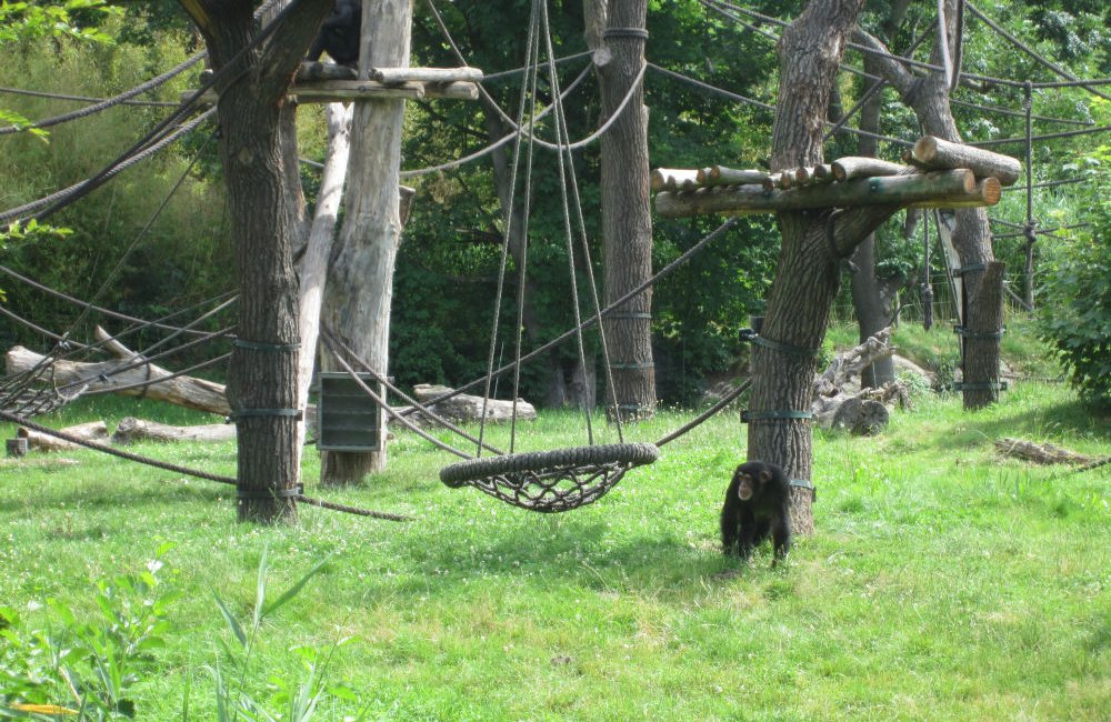 Schaukel für die Affen im Zoo Leipzig