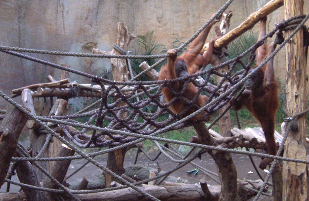 Spezialkonstruktion mit Netzen und Seilen für die Affen im Pongoland