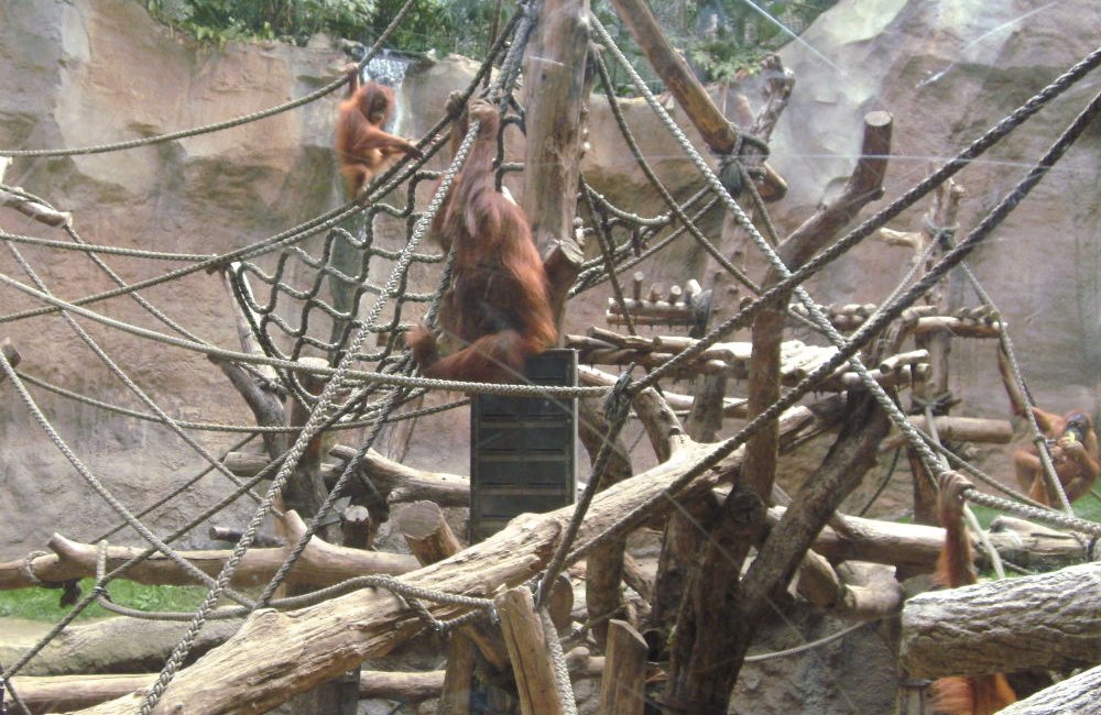 Spezialkonstruktion mit Netzen und Seilen für die Affen im Pongoland