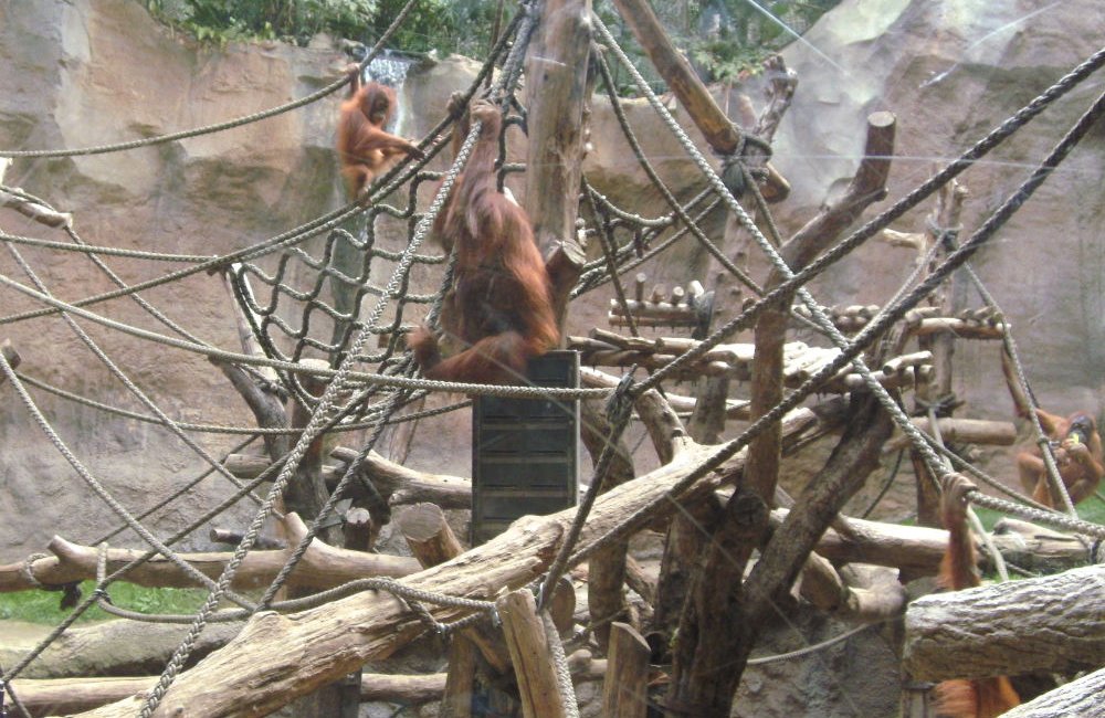 Spezialkonstruktion mit Netzen und Seilen für die Affen im Pongoland Spezialkonstruktion mit Netzen und Seilen für die Affen im Pongoland