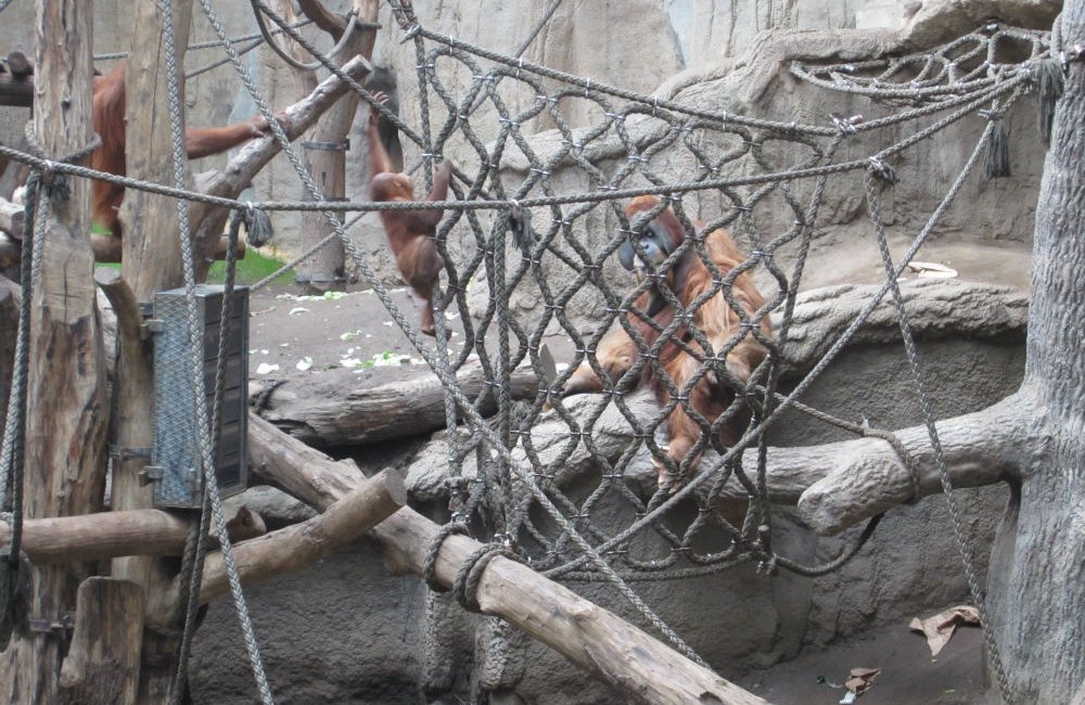 Spezialkonstruktion mit Netzen und Seilen für die Affen im Pongoland Spezialkonstruktion mit Netzen und Seilen für die Affen im Pongoland