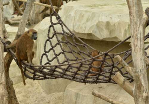 Affennetze im Zoo Paris